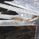 My Picture Gallery (177/291)